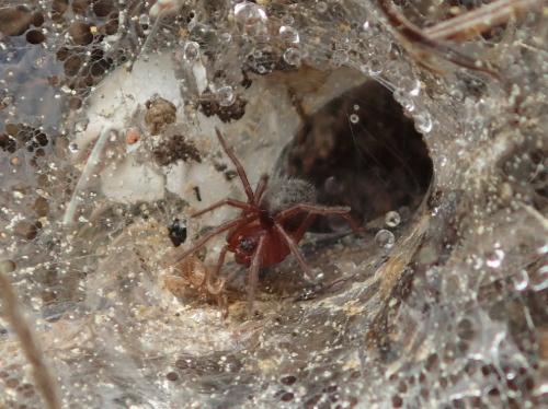 Agelena labyrinthica